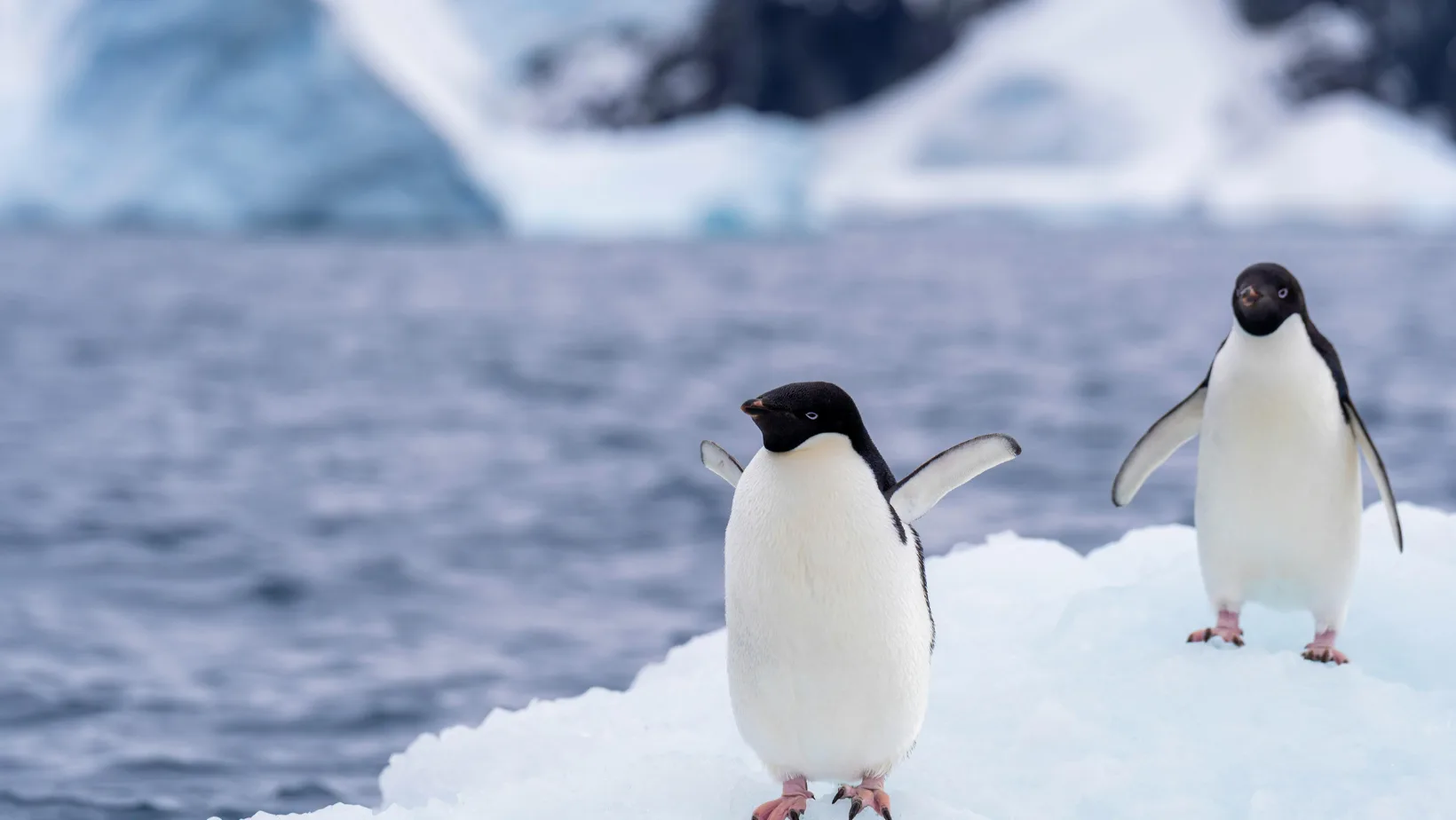 penguin.png