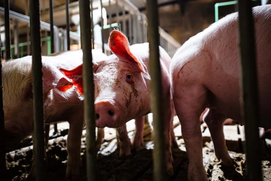 Πηγή: rethinkanimals.gr